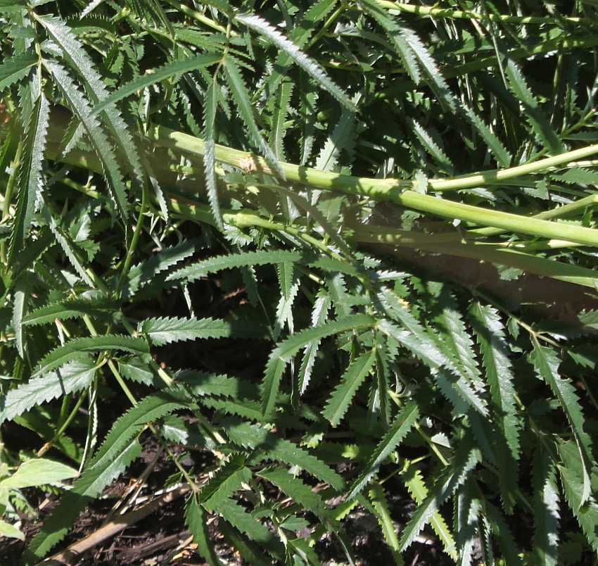 Image of Sanguisorba tenuifolia specimen.