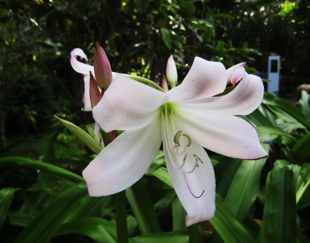 Image of Crinum moorei specimen.