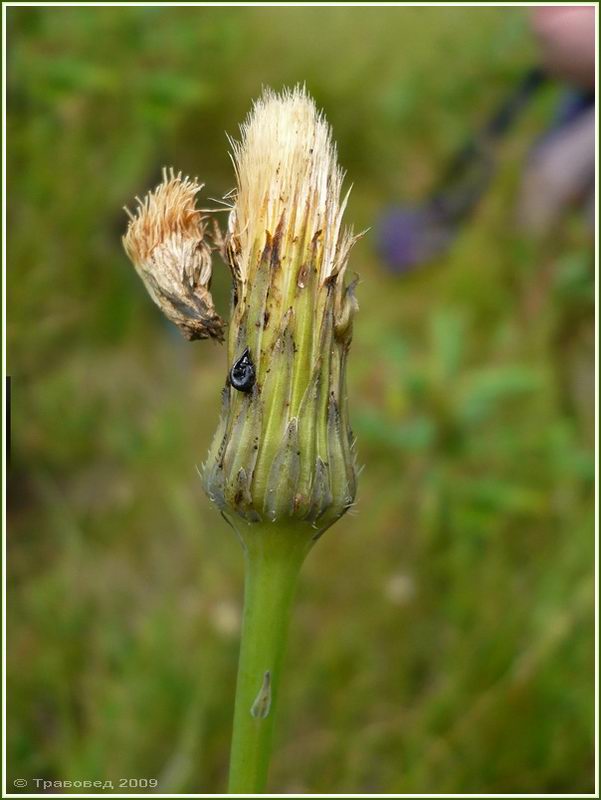 Изображение особи Hypochaeris radicata.