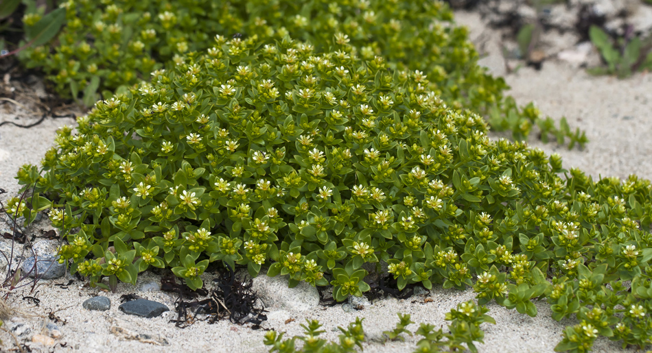 Изображение особи Honckenya peploides ssp. diffusa.