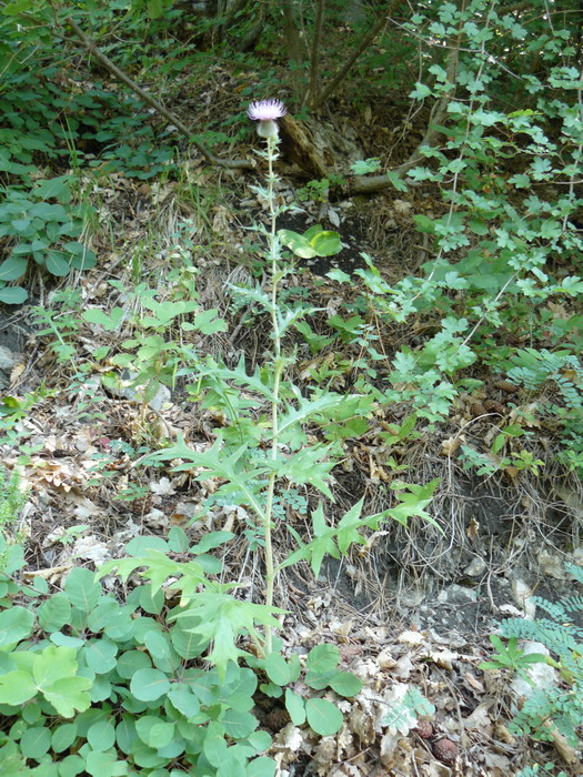 Image of Cirsium laniflorum specimen.