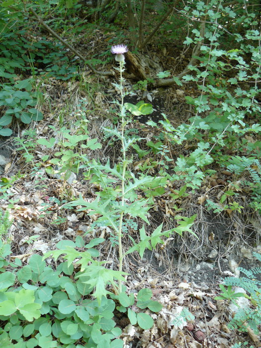 Изображение особи Cirsium laniflorum.