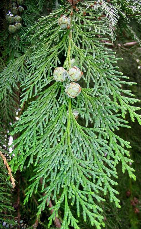 Image of Chamaecyparis lawsoniana specimen.