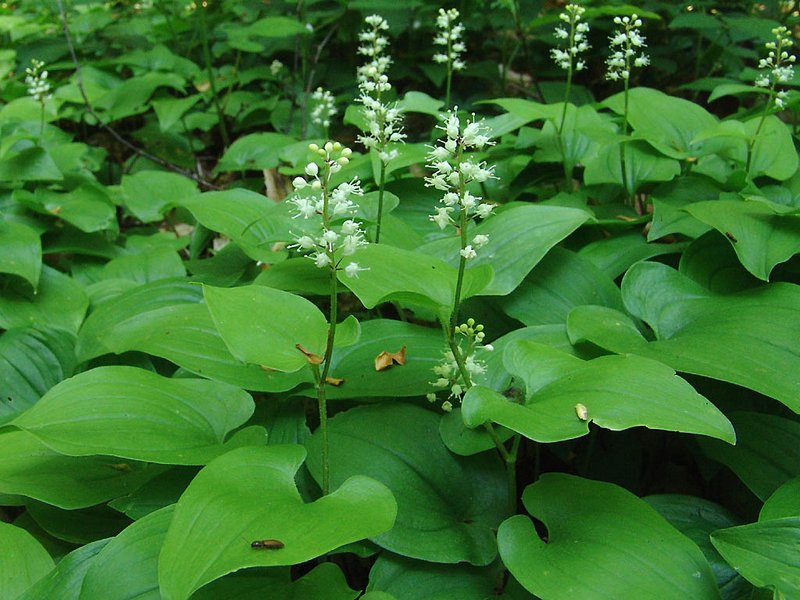 Image of Maianthemum bifolium specimen.