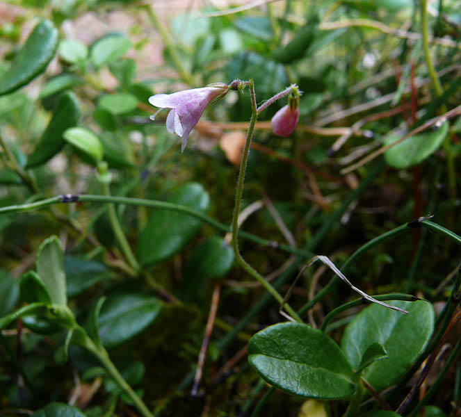 Image of Linnaea borealis specimen.