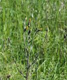 Tragopogon подвид major
