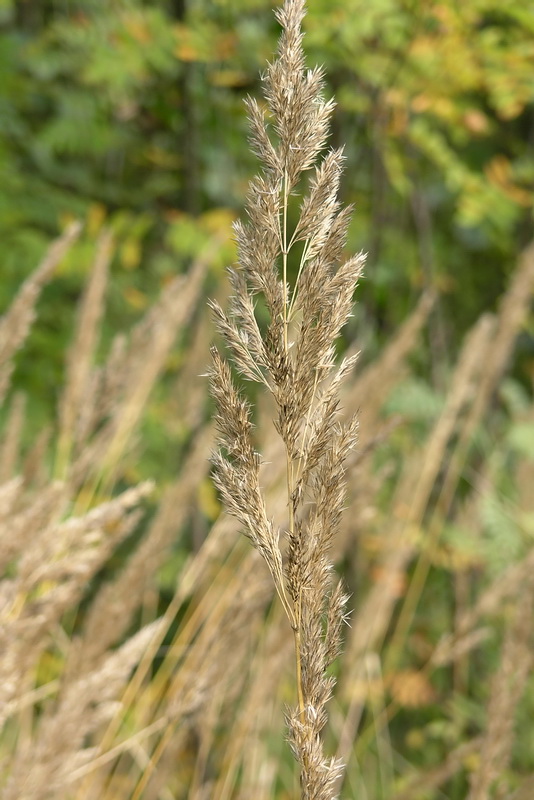 Изображение особи Calamagrostis epigeios.