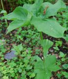 Arisaema amurense