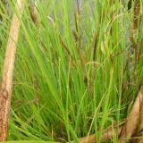 Carex nigra