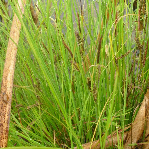 Image of Carex nigra specimen.