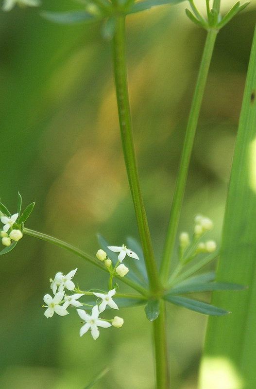 Image of Galium album specimen.