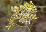 Helichrysum italicum