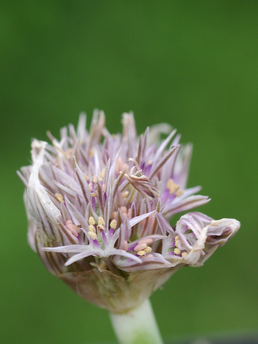 Изображение особи Allium austroiranicum.