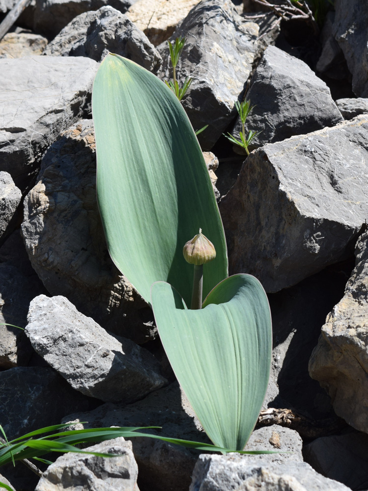 Image of Allium karataviense ssp. henrikii specimen.