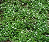 Oxalis acetosella. Цветущие растения. Московская обл., Раменский р-н, окр. ж.-д. платформы Хрипань, смешанный лес у ЛЭП. 12.05.2015.