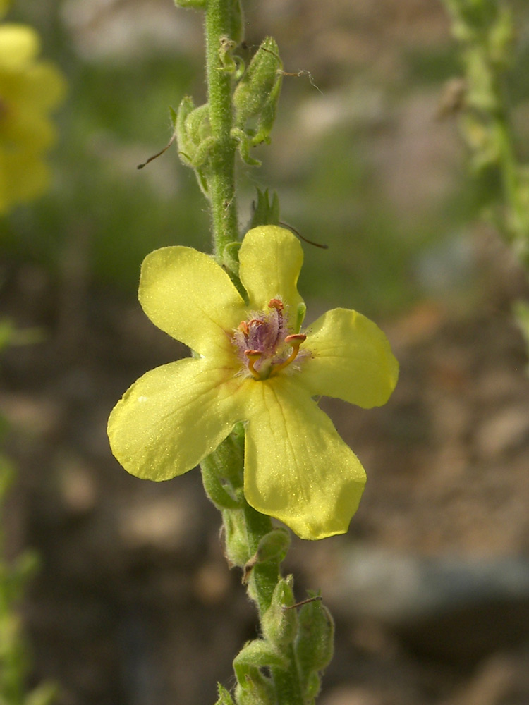 Изображение особи Verbascum pyramidatum.