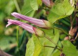 род Calystegia. Распускающиеся бутоны. Ленинградская обл., Волосовский р-н, обочина шоссейной дороги. 19.07.2014.