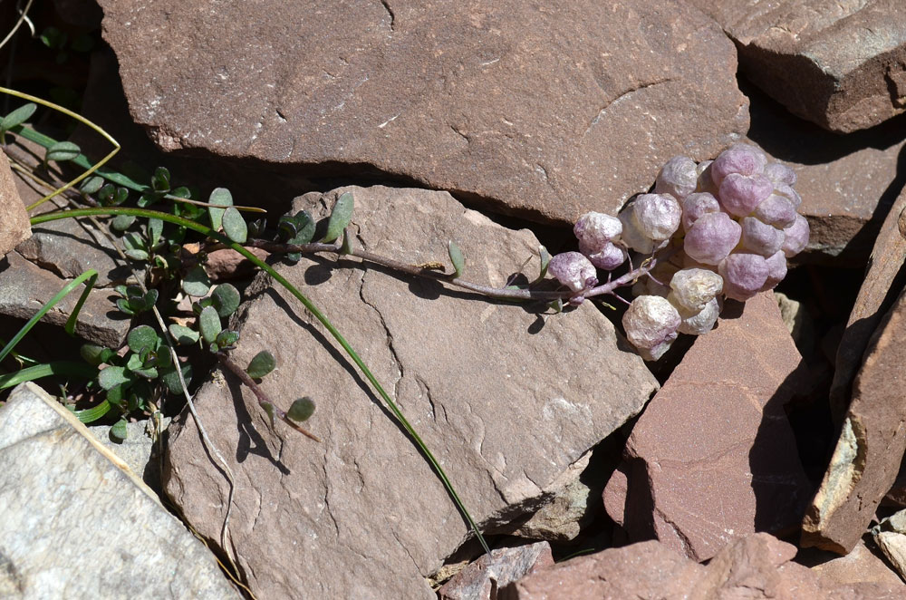 Image of Didymophysa fedtschenkoana specimen.