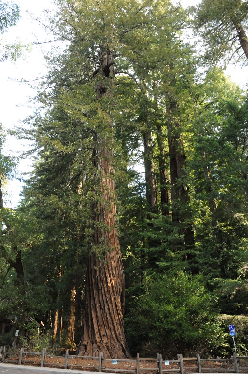 Image of Sequoia sempervirens specimen.