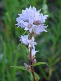 Campanula glomerata