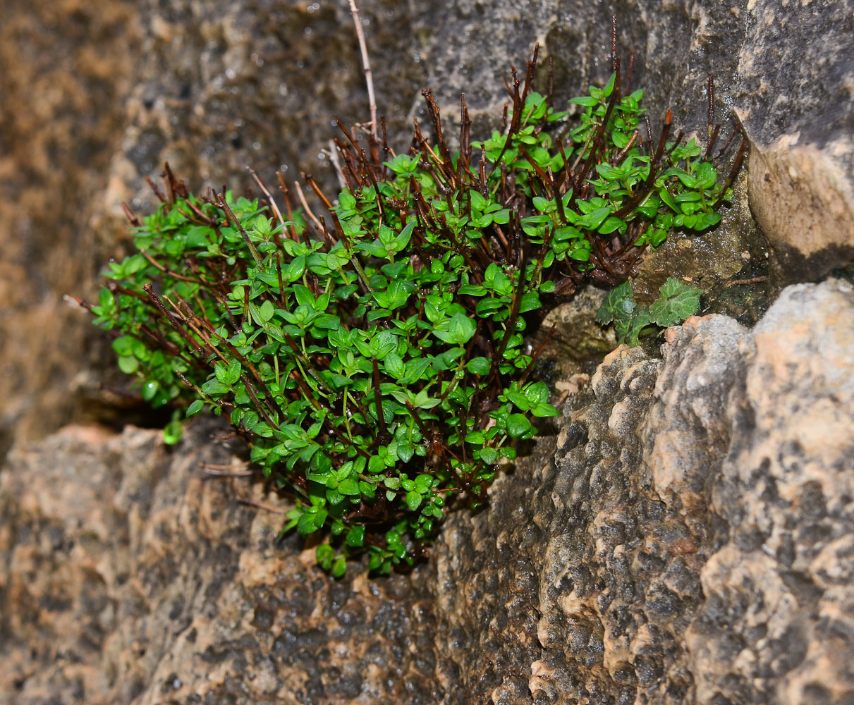 Image of Origanum dayi specimen.