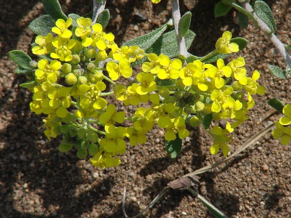 Image of Odontarrhena obovata specimen.