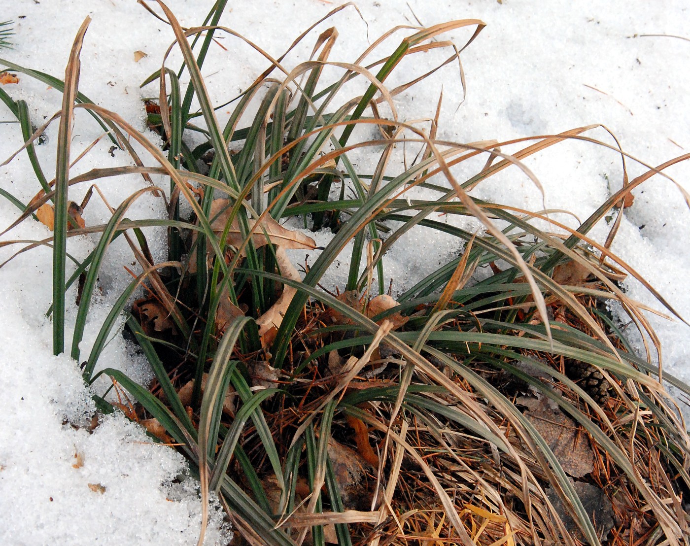 Image of Carex pilosa specimen.