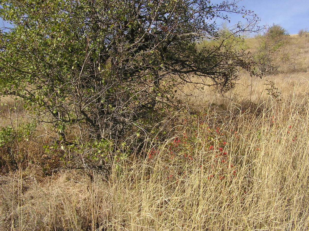 Image of genus Rosa specimen.