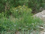 Crepis tectorum