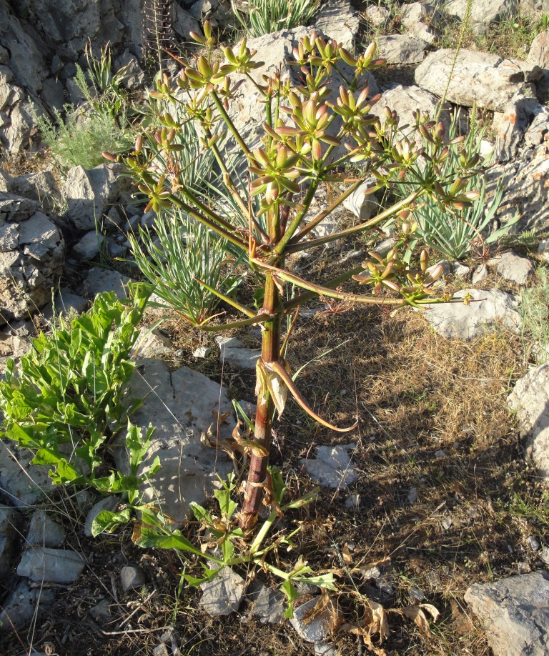 Image of Ferula kuhistanica specimen.