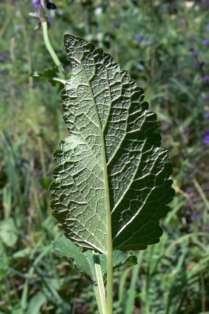 Image of Salvia stepposa specimen.