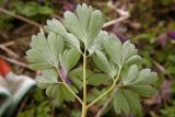 Corydalis solida