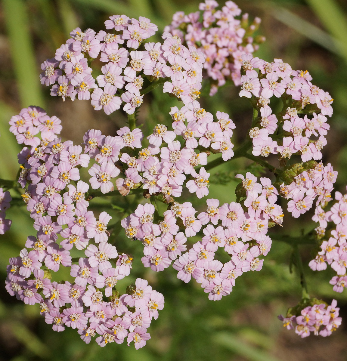 Image of Achillea millefolium specimen.