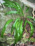 Phyllitis scolopendrium