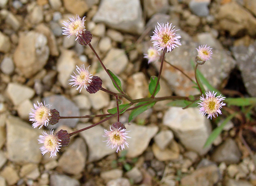 Изображение особи Erigeron politus.