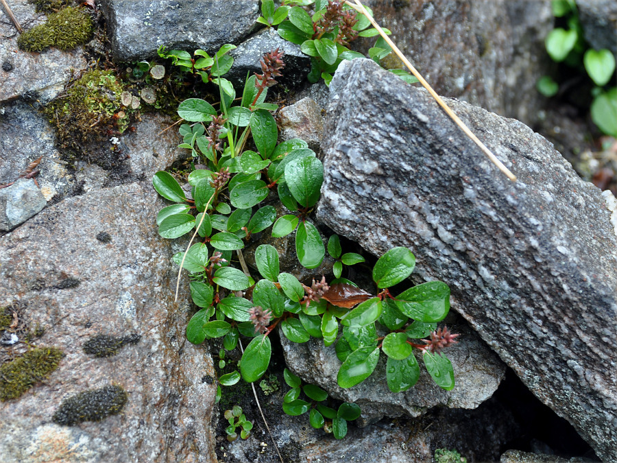 Image of Salix polaris specimen.