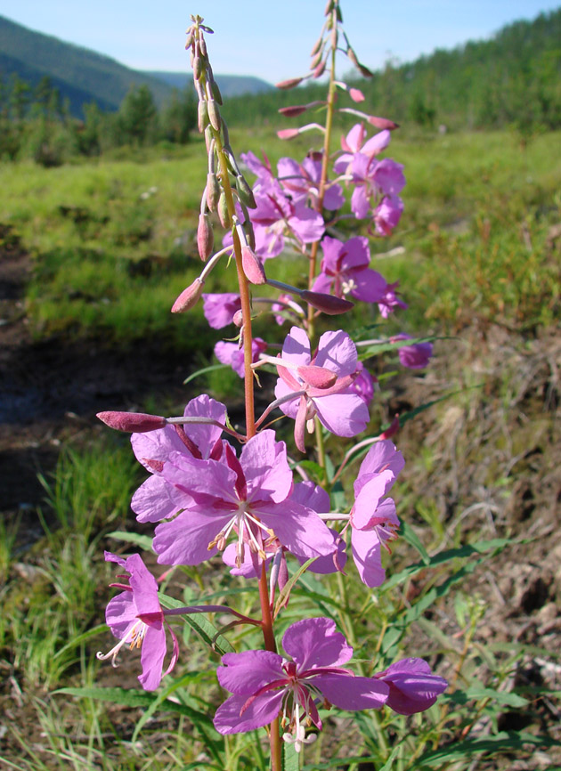 Image of Chamaenerion angustifolium specimen.