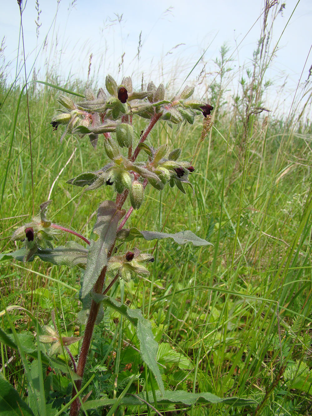 Image of Nonea pulla specimen.