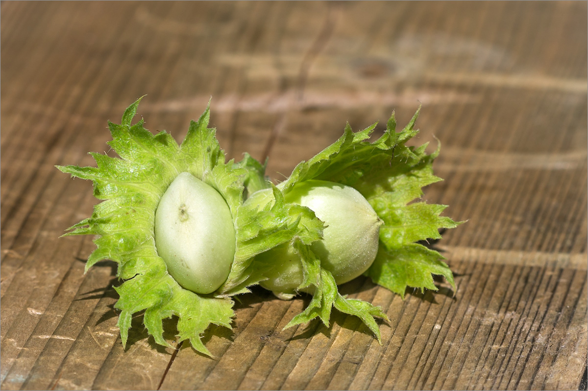 Image of Corylus avellana specimen.