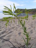 Isatis oblongata. Растение (выс. ок. 60–70 см) с плодами на широком песчаном пляже. Байкал, о. Ольхон, Нюрганская губа. Июль 2005 г.