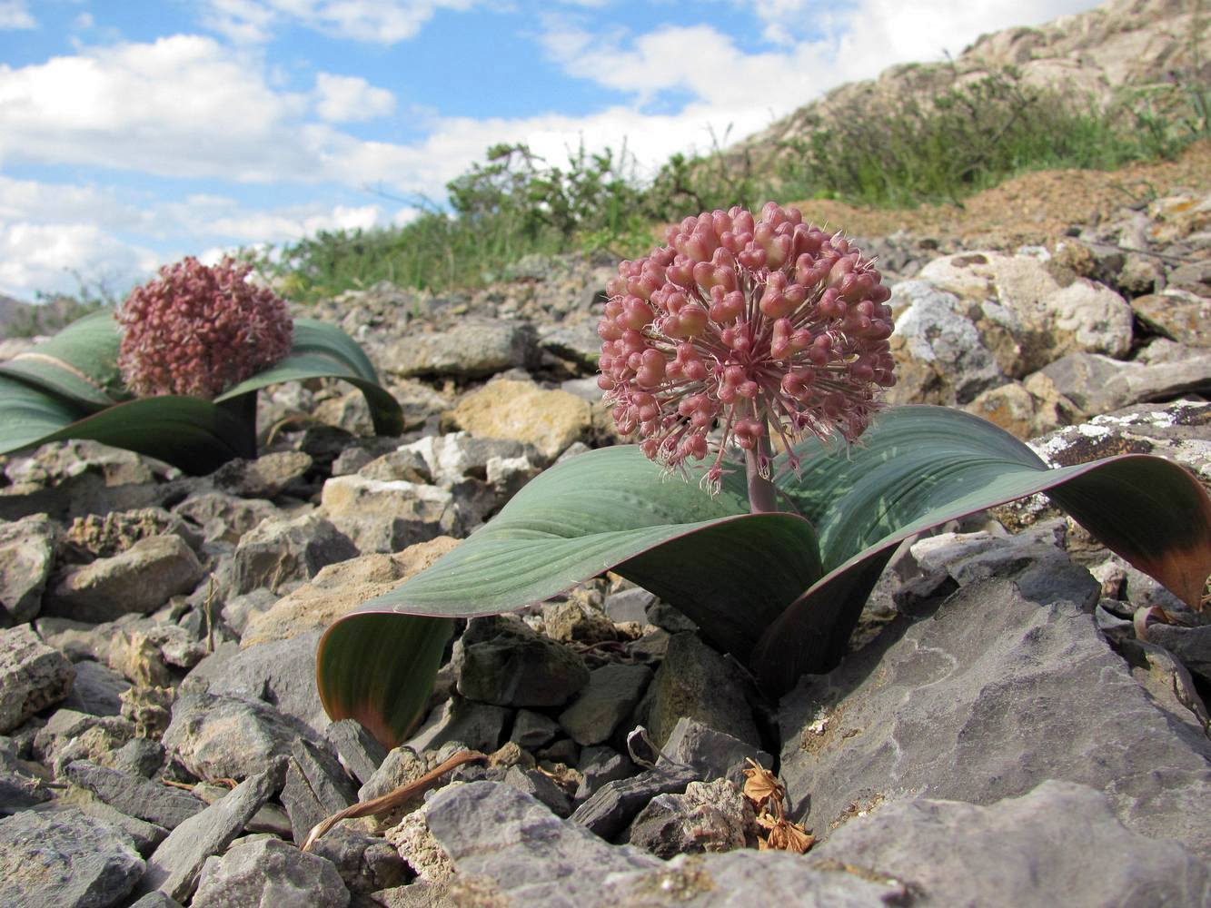 Image of Allium karataviense specimen.