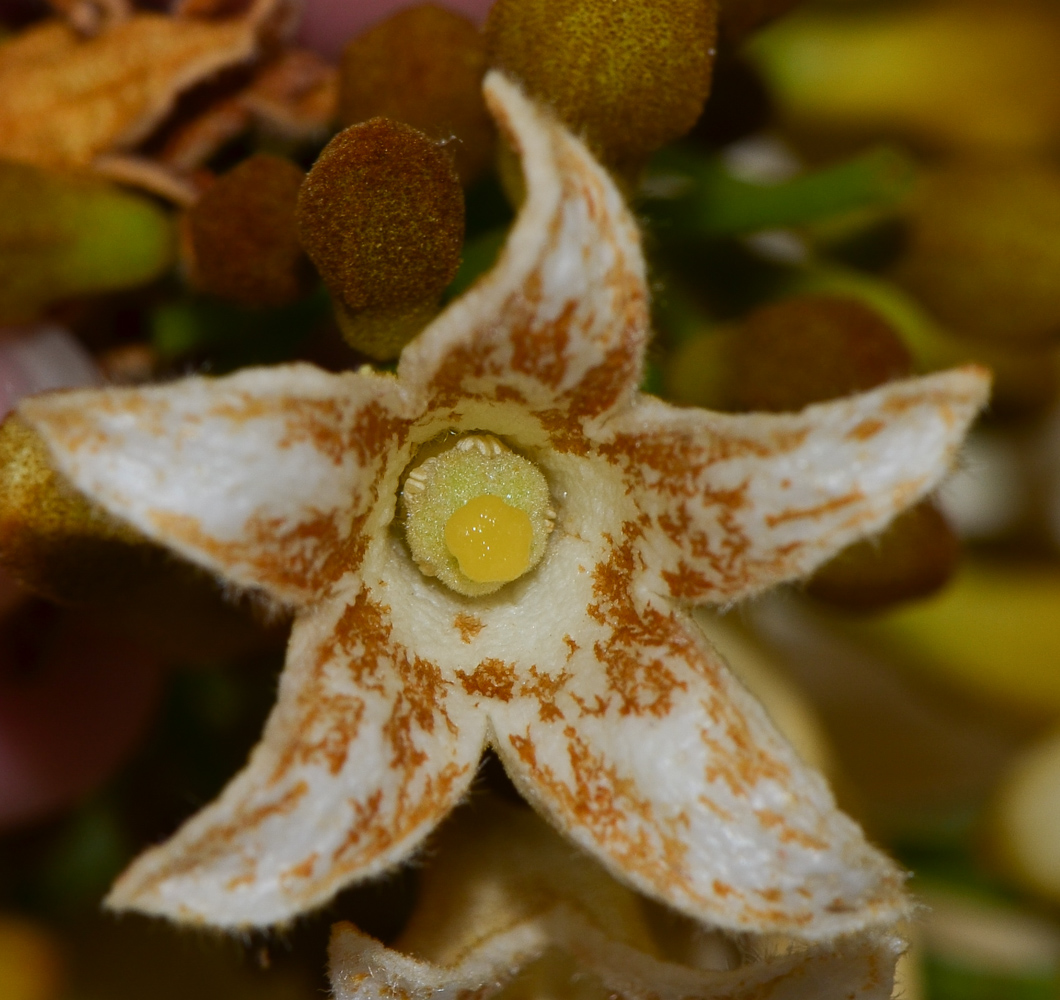 Изображение особи Brachychiton australis.