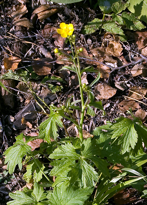 Изображение особи Ranunculus propinquus.