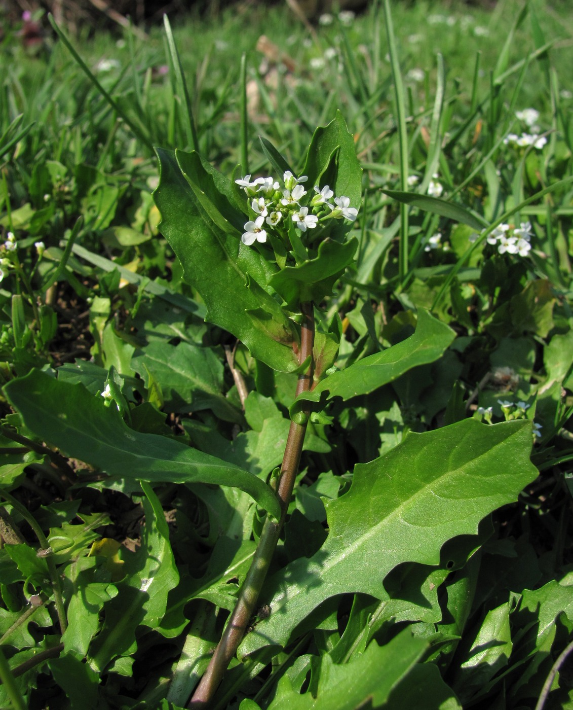 Изображение особи Calepina irregularis.