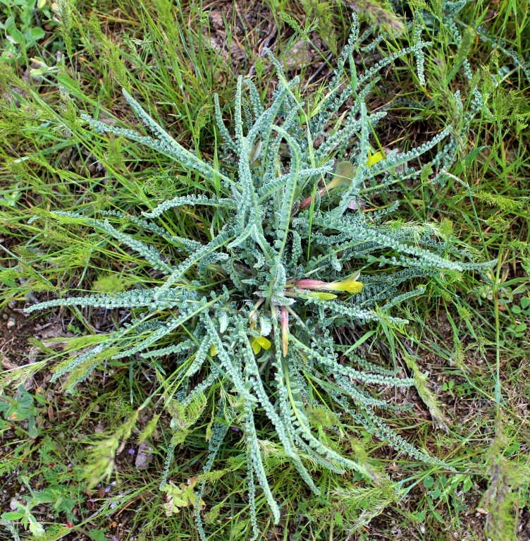 Изображение особи Astragalus supralanatus.