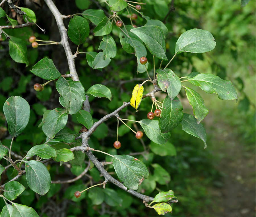 Image of Malus mandshurica specimen.