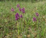 Anacamptis morio ssp. caucasica