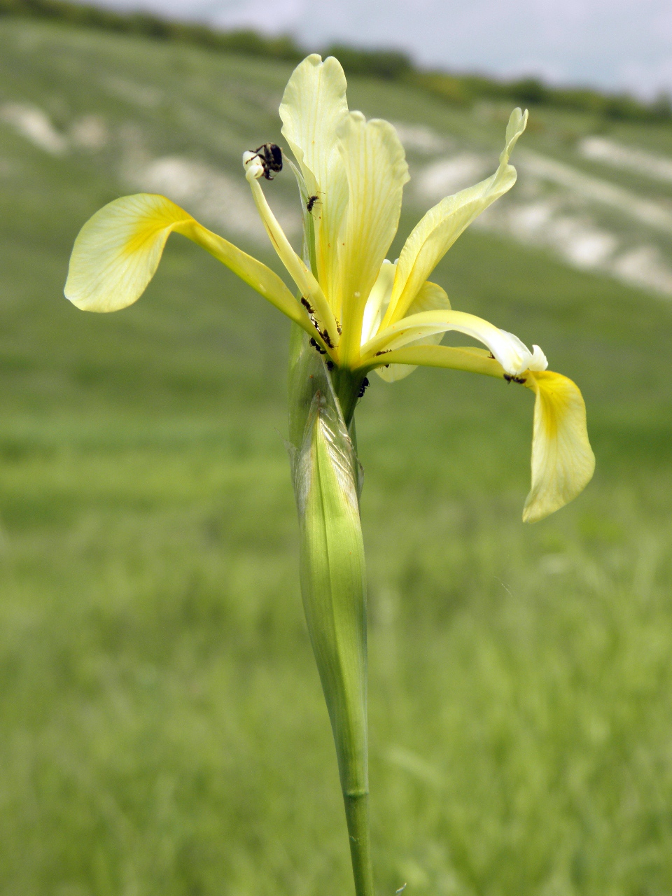 Image of Iris halophila specimen.