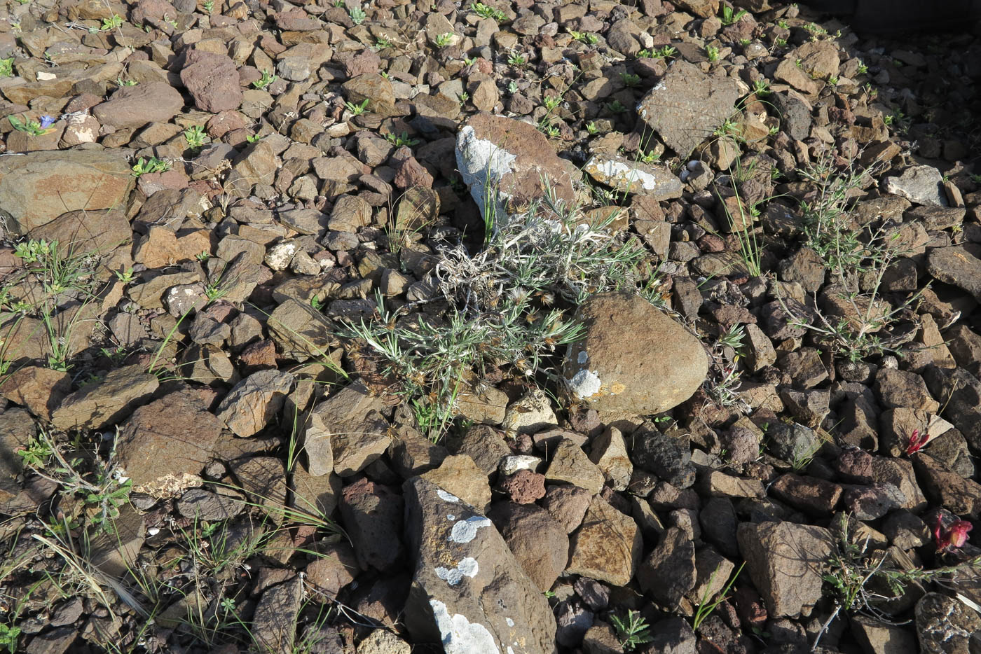 Image of Phagnalon purpurascens specimen.