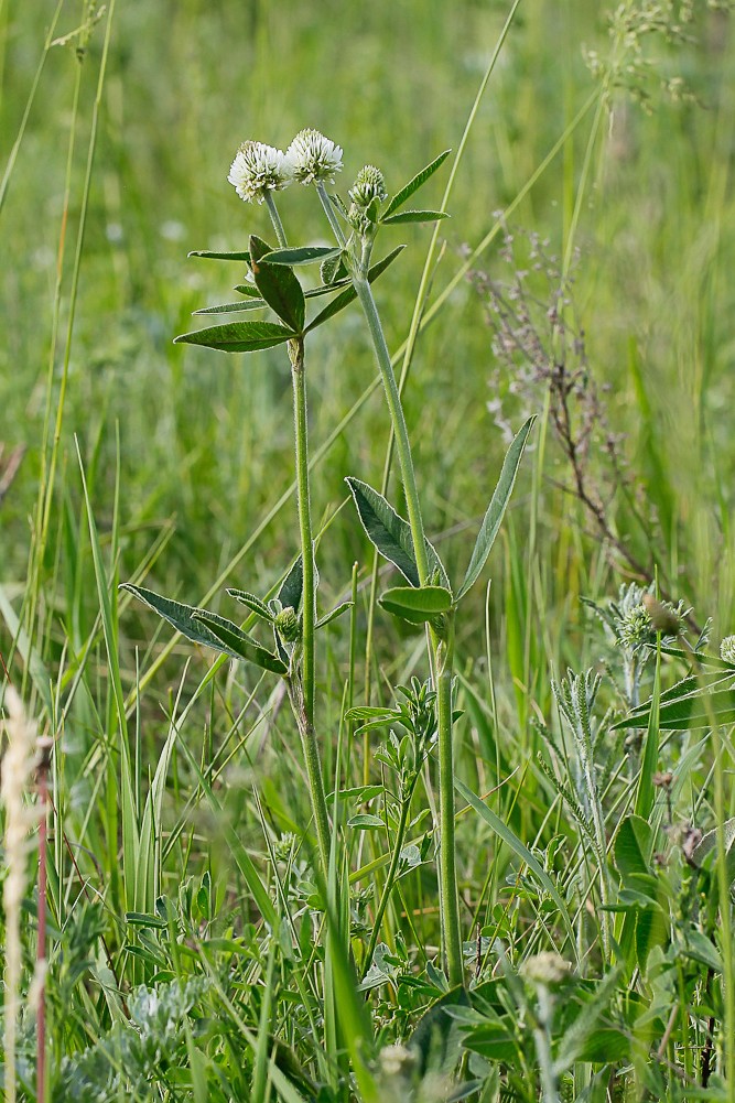 Изображение особи Trifolium montanum.